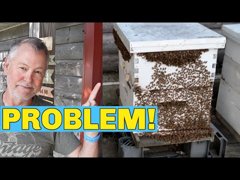 Vídeo: Bee drinker - aprenda e faça o seu próprio
