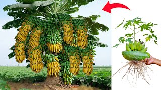 Unique Technique growing OF papaya with bananas yields high yields in a short time