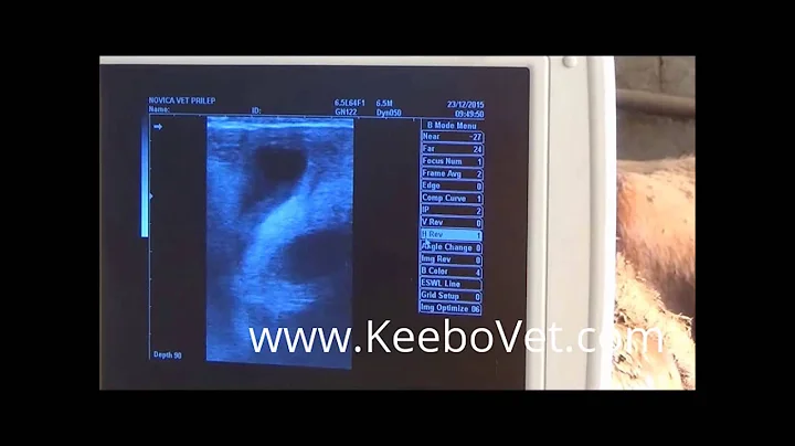 Pregnancy In Cow Of 47 Days Diagnosed Using KX5000V Veterinary Ultrasound