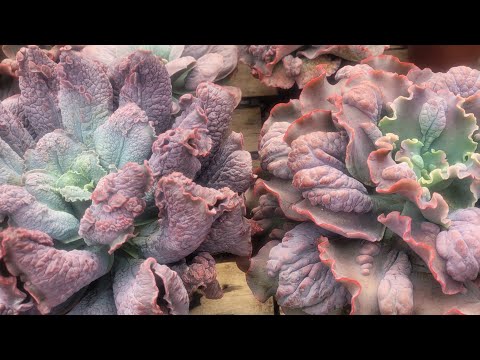 SEE 30 EASY-TO-GROW GIBBIFLORA SUCCULENTS