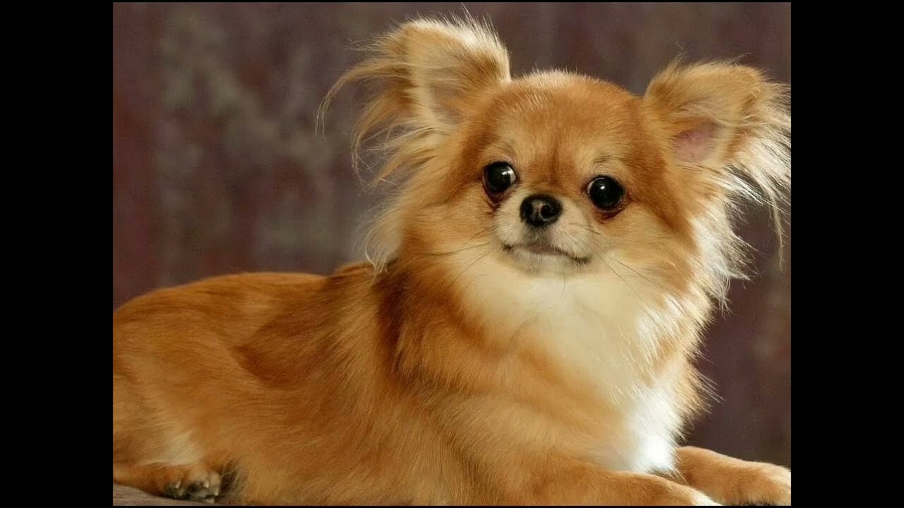 Datos que no sabías del PERRO CHIHUAHUA de pelo largo en 2024