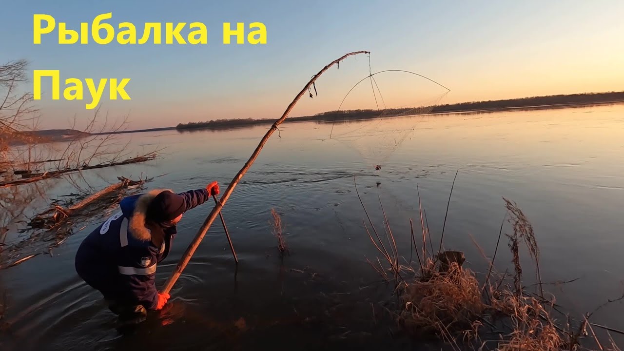 Пауки на волге