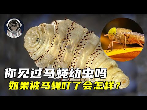 你见过马蝇幼虫吗？如果你被它叮咬了会怎样？