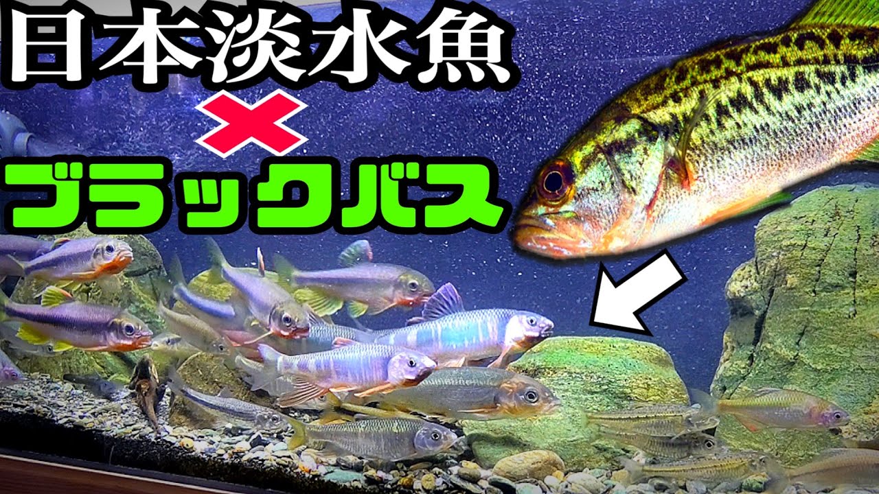 Youtube Video Statistics For 海水魚水槽 Lps水槽立ち上げvol 7 立上げー Noxinfluencer