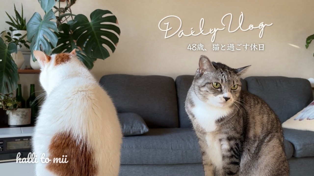 #32  こたつのとりこ｜さつまいもチーズケーキ｜48歳の日常