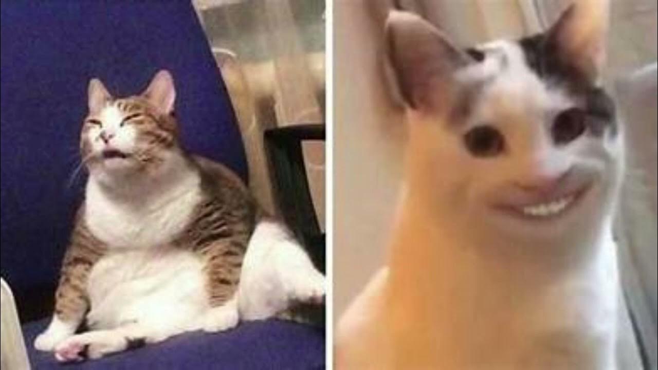 Крутой том. Том улыбается мем. Том улыбается мем. Кот улыбается с зубами. Упоротый том.