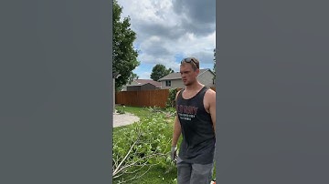 Cutting up a large tree time-lapse