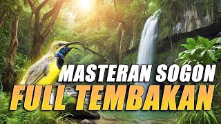 #11 MASTERAN SOGON FULL TEMBAKAN - MUDAH DITIRU UNTUK BURUNG BAHAN DAN TROTOL!