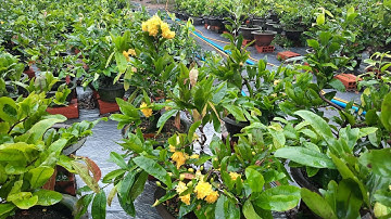 mai CÚC KHÔNG NHỊ ( hoàng huyết long ) - Cúc 4 LONG khoe sắc giữa trời mưa