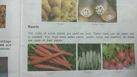 DAV Nahan Class-III Science Lesson-8, Part-7