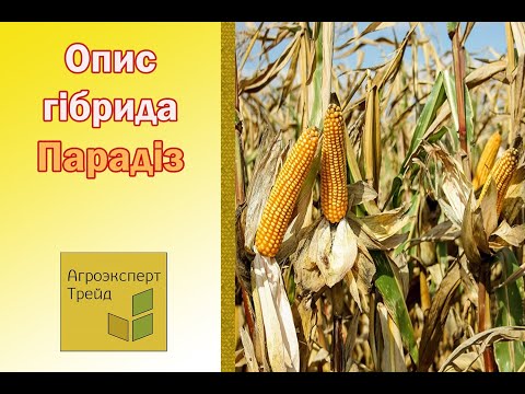 Кукурудза Парадіз 🌽