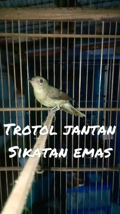JANTAN sikatan emas trotol muda hutan