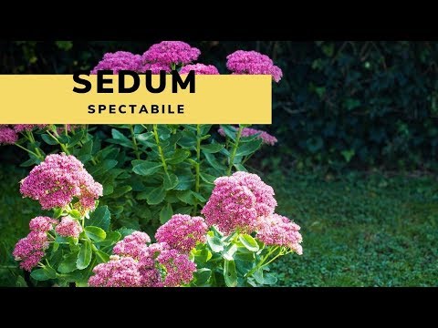 Video: ¿Debería reducirse el sedum de Autumn Joy en otoño?