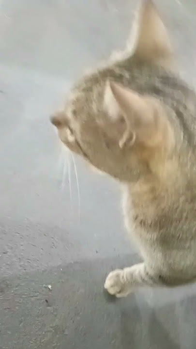 ONDE VOCÊ  ARUMOU ESTA FIGURINAHA #shorts      #viral #animais #cachorro #gato #shorts