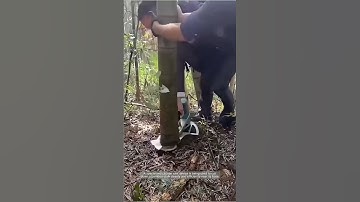 Precision Bamboo Harvesting with a Circular Saw Cutter