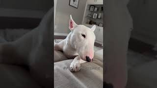 Mini Bull Terrier With A Big Yawn Spuds Niece.