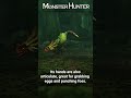 Meet The Great Maccao Monster Hunter Ecology Meet The Great Maccao Monster Hunter Ecology