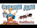 ДОМ для смертельно опасного МУРАВЬЯ БУЛЬДОГА. (Myrmecia forficata) Третья серия.