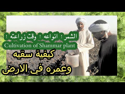 الشمر! انواعة ! وقت زراعته ! Cultivation of Shammar plant