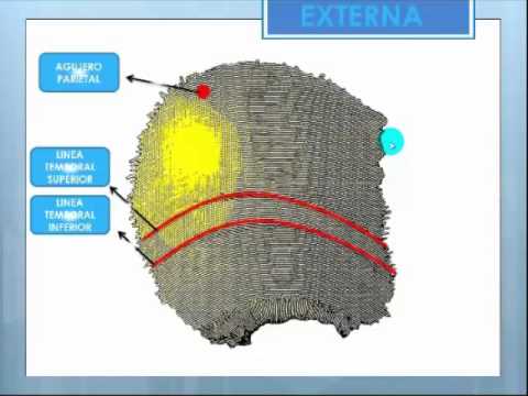 camera iphone 8 plus apk 3 Hueso parietal