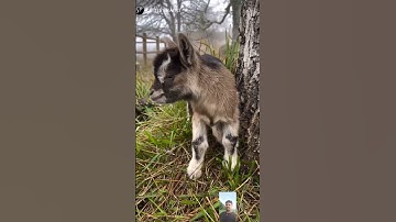 Funny Animal Sounds In Wildlife: Buffalo, Panda, Giraffe, Cow, Goat, Dog,... | Animal Moments#viral