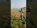 పంట పండితే పండుగ… పండకపోతే కన్నీళ్లు#pesticides#farmer struggles #farmertalk #realtalk #farmeeLife