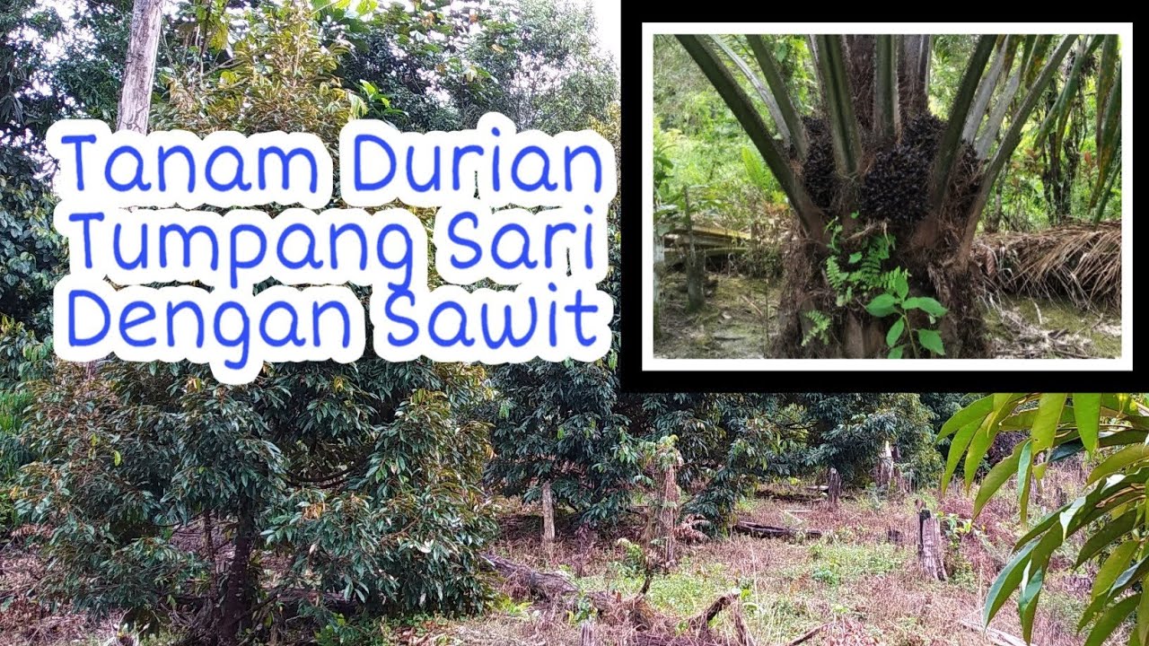 Tanam Durian di tumpang sari dengan kelapa sawit.. apakah aman?