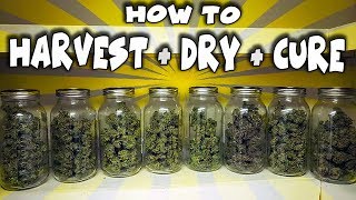 How To Harvest, Dry & Cure Legal Cannabis - Full Process (Wet Trim Method)