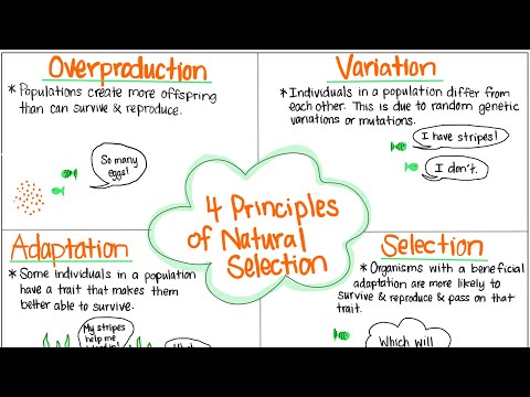 Video: Hvordan fører overproduksjon til naturlig utvalg?