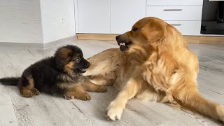 Tiny German Shepherd Puppy Has His First Ever Argument With Golden Retriever Brother