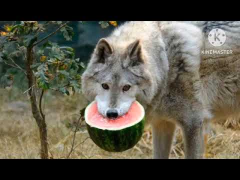 Animal In Me Autumn J Lyrics 