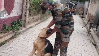 Dog Cry when meet owner after long time I dog Unconditional Love Ifor soldier I Most Loyal dog