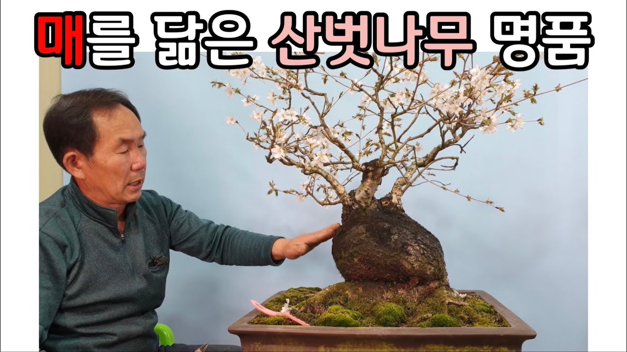 분재관리 284강 매를 닮은 산벗나무 명품