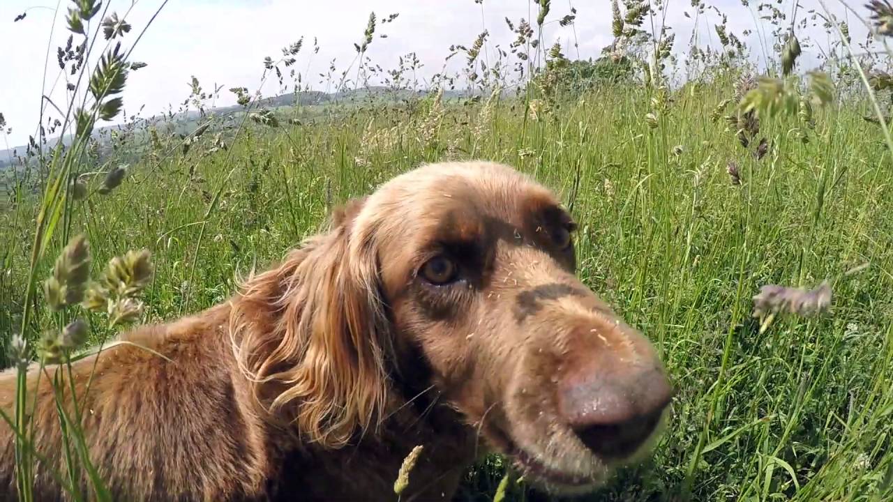 Nachos first dog walk [drone footage]