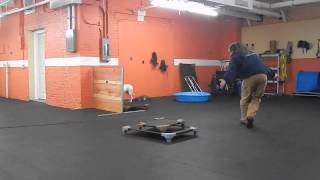 Training Deaf Dog on Remote Collar