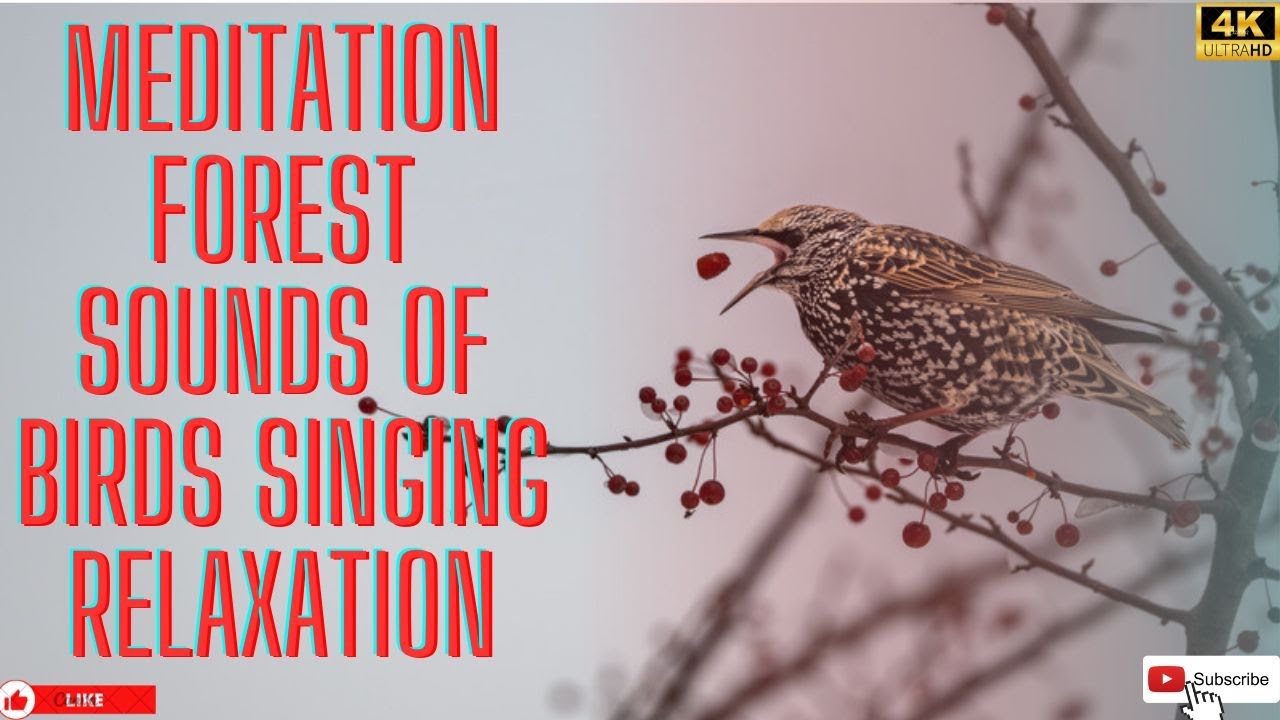 Meditation forest sounds of birds singing relaxation - 4 Hours - YouTube