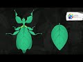 How have leaf insects developed their amazing camouflage?