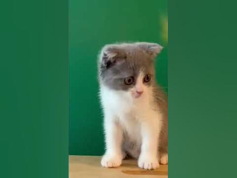 kucing bsh scottish