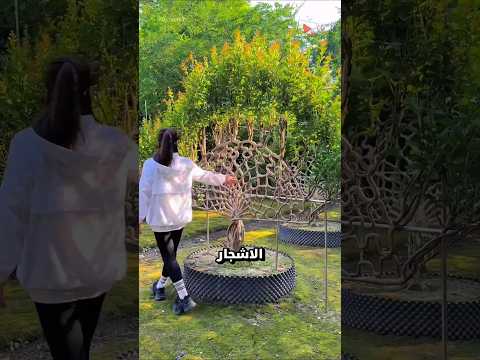 فن تشكيل الأشجار عندما تتحو ل الطبيعة إلى عمل فني حي