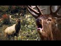 Рёв европейского оленя и марала - почувствуйте разницу! | Film Studio Aves