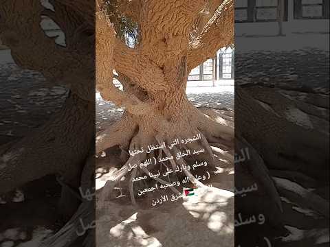 الشجرة التي استظل النبي محمد تحتها اثناء رحلة التجاره بين الحجاز وبلاد الشام