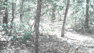 PICT0063.AVI