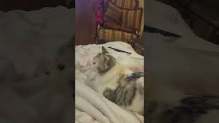 My cat Shiera is in heat shes rubbing up against me the whole night not spayed y