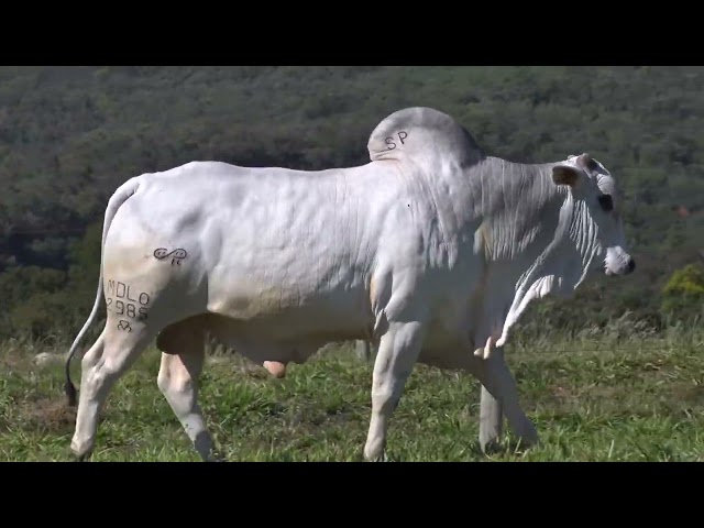 Lote 23   11º Leilão Fazenda Modelo