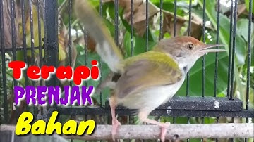 Terapi PRENJAK Bahan Agar Cepat Gacor @ TOMAN. net