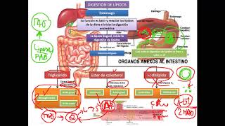 Bioquímica - Digestión y absorción de lípidos