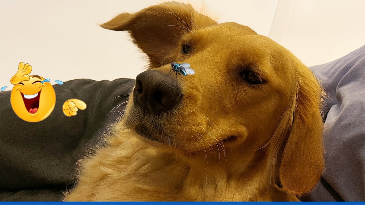 Nonstop Laughs with These Hilarious Dogs 🐕 Funniest Dog & Cat Videos of the Year 😂