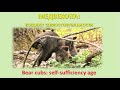 ВОЗРАСТ САМОСТОЯТЕЛЬНОСТИ У МЕДВЕЖАТ / BEAR CUBS’ SELF-SUFFICIENCY AGE