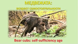 картинка: ВОЗРАСТ САМОСТОЯТЕЛЬНОСТИ У МЕДВЕЖАТ / BEAR CUBS’ SELF-SUFFICIENCY AGE