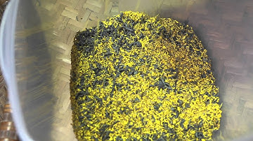 [Tòng Sự Nghệ Trà] Hướng dẫn làm Trà Cúc tại nhà.